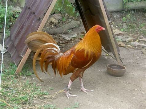 lemon 84|Lists of Filipino Gamefowl Breeders .